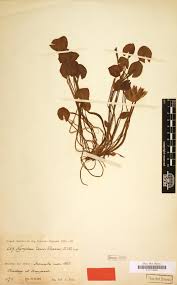 Image result for Thesium bangweolense