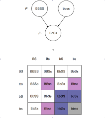3 situations where punnett squares do not apply. Dihybrid Punnett Square Two Heterozygous Dihybrid Punnett Squares Practice Problems A Punnett Square Is The Diagram Used To Determine The Expected Genotypic Ratios For The Offspring A Dihybrid Cross Is A