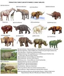 Eden Gray Uploaded This Image To Prehistoric Mammals Rhinocerotids See The Album On Photobucket In 2020 Prehistoric Prehistoric Animals Extinct Animals