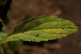 Image result for Conyza limosa