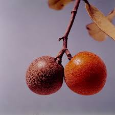 Image result for Parinari