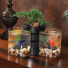 Betta Fish Glass Bowl Spiffy Betta Bowls And Tips On Keeping Your Fish Happy Spiffy Pet Products Betta Fish Betta Fish Tank Small Fish Tanks