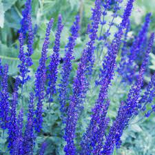 Enregistrez et partagez directement des messages vidéo depuis votre navigateur. 30 Best Plants With Purple Flowers