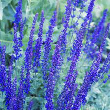 Lavender flowers blue flowers google search purple plants planters plant viola planets. 14 Best Landscape Plants With Purple Flowers