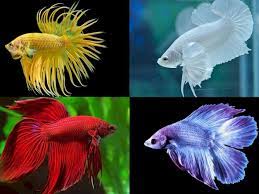 We did not find results for: Ini Dia Ikan Cupang Hias Yang Cocok Dipelihara Indozone Id