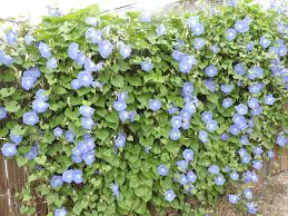 Image result for Ipomoea trinervia