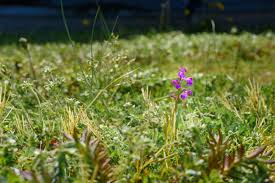 Learn about different types of orchids and how to grow orchids at howstuffworks. Uk First As A Rare Orchid Suddenly Appears Growing On An Islington Council Rooftop