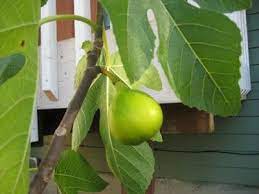 Growing Figs In The Pacific Northwest Growing Fig Trees Fig Fig Fruit Tree