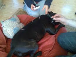 What Can I Give My Dog For Pain Healthy Paws Pet Insurance