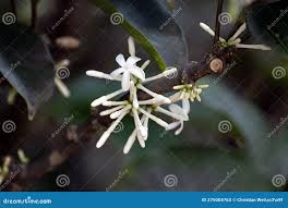 Image result for Pleiocarpa