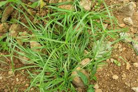 Image result for Kyllinga appendiculata