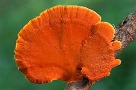 Image result for Pycnosphaera