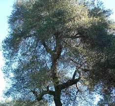 Spreading trees have evergreen, oval, leathery leaves with projections along the edges. California Oaks I Quercus Agrifolia Coast Live Oak And Quercus Dumosa Scrub Oak Are Probably The Most Common Oaks In California Cities