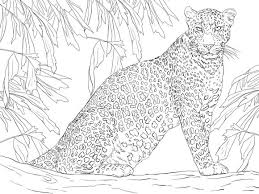 The leopard or panther (panthera pardus) is a species of feline of the subfamily pantherinae. Leopard Sitting On Tree Coloring Page Free Printable Coloring Pages Animal Coloring Pages Tree Coloring Page Cat Coloring Page