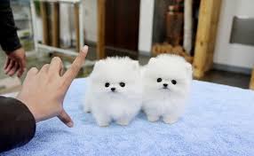 Also, the breeding for teacups is not compatible. Teacup Pomeranian Puppies Pets And Animals For Sale New York