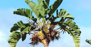 Daun pisang memang populer digunakan sebagai bungkus makanan atau alas untuk hidangan. Mengenal Pohon Pisang Kipas Jenis Yang Dijadikan Tanaman Hias Ciriciripohon Com