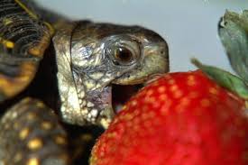 Pin By Janet Elsbach On Turtles Eating Strawberries Turtle Eating Strawberry World Turtle Day Turtle