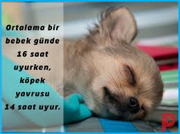 Bir Kopek Yavrusu Ortalama 14 Saat Uyur Kopek Kopeksever Patiaski Kopek Kedi Kopek Kedi