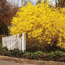 The yellow pattern on your leaves could indicate which vital nutrient your plant is missing. Pin On Gorgeous Garden Plants
