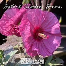 Image result for Hibiscus mechowii