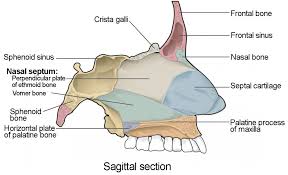 Image result for Sphenoid Bone
