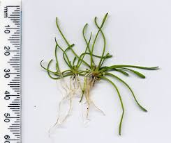 Image result for Limosella