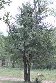 Image result for Acacia robusta