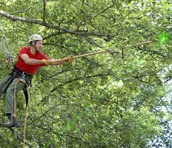 Our clients include local golf courses, homeowners associations, apartment…. Gilbert Az Tree Trimming And Tree Removal