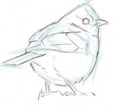 drawing birds side front back and 3 4 views video workshop john muir laws bird drawings bird sketch animal drawings bird drawings bird sketch animal drawings