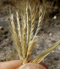 Image result for Dichanthium