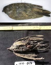 The discovery of a remarkably preserved Ice Age bird in Siberia, dating to approximately 46,000 years ago, represents a major advancement in Pleistocene research. The extreme cold of the region's permafrost enabled