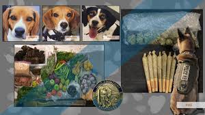 Description:all pest k9 unit the bed bug hunter is a privately owned and independent canine bed bug detection & prevention company. Acting Director Of Field Operations Keith Fleming Dfobaltimore Twitter