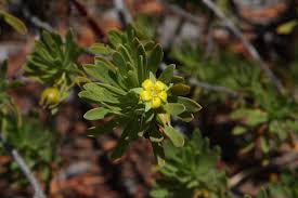 Image result for Suriana maritima