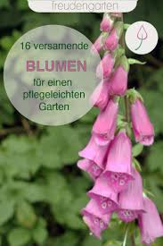 Blackbox Gardening Blumenbeet Pflanzen Einjahrige Pflanzen