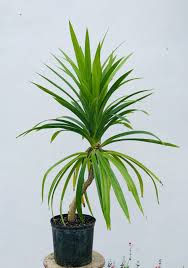 Image result for Pandanus