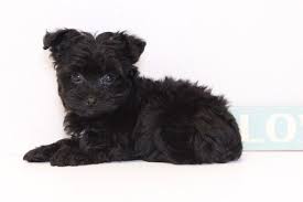 Black And White Yorkie Poo Puppies For Sale Yorkie Poo Puppy For Sale In Naples Fl Adn 32933 On Puppyfinder Com Gender Female Age 10 Weeks Old Yorkie Poo Yorkie Poo Puppies Puppies For Sale