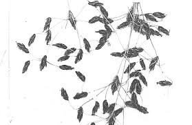 Image result for Bulbostylis contexta