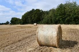 Toute entreprise agricole doit adopter un statut juridique : Le Prix Des Terres Agricoles En 2019 Hausse En Wallonie Mais Statu Quo En Flandre Sillonbelge Be