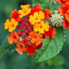 Image result for Lantana angolensis