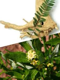 Image result for Fadogia variifolia