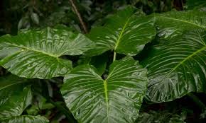 (apakah ada sebuah rak buku di kamar tidur mu?) Dulu Tumbuh Liar Di Hutan 13 Jenis Alocasia Eksotis Ini Kini Banyak Dicari Pencinta Tanaman Hias Seputar Lampung