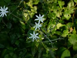 Image result for Jasminum fluminense