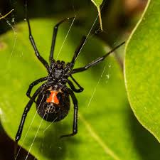 The spider didn't bite anyone, but its very presence has. How To Get Rid Of Black Widows Getridofthings Com