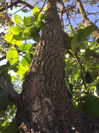 Image result for Bridelia