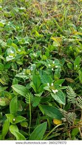 Image result for Spermacoce latituba