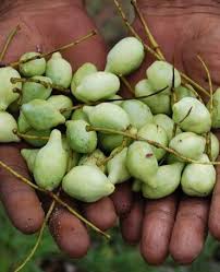Kakadu Plum Terminalia Ferdinandiana Australian Fruit Fruit Kakadu Plum