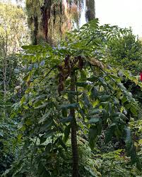 Image result for Monopsis decipiens