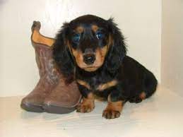 Earn points & unlock badges learning, sharing & helping adopt. Dachshund Google Search Dachshund Puppies Dachshund Puppies