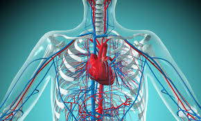 This is a free printable worksheet in pdf format and holds a printable version of the quiz arteries diagram. Pulmonary Vein Anatomy Function And Significance