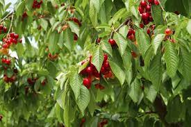 The fruit are most often eaten fresh, but they rnare great in milk shakes and cooked dishes as well. Cherry Tree Growing Methods Rootstocks Chris Bowers